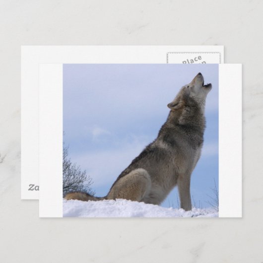 Howling Wolf Postkarte (Vorne/Hinten)