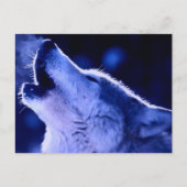 Howling Wolf Postkarte (Vorderseite)