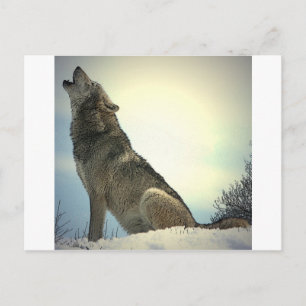 Howling Wolf Postkarte