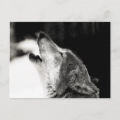 Howling Wolf Postkarte (Vorderseite)