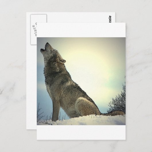 Howling Wolf Postkarte (Vorne/Hinten)
