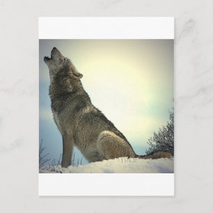 Howling Wolf Postkarte