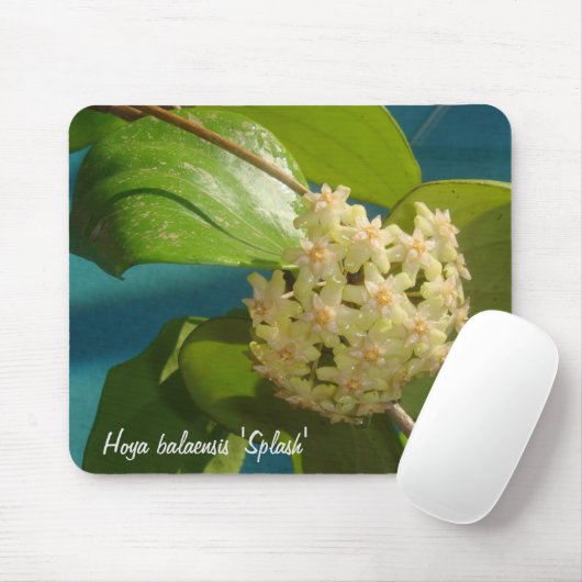 Hoya balaensis "Spritzen" MousePad (Mit Mouse)