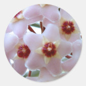 Hoya-Carnosa-Blume Runder Aufkleber (Vorderseite)