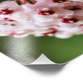 Hoya Carnosa Fotodruck (Ecke)