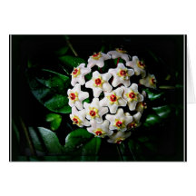 Hoya-Karte (waxplant)
