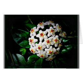 Hoya-Karte (waxplant)