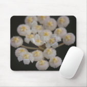 Hoya lacunosa Mousepad (Mit Mouse)