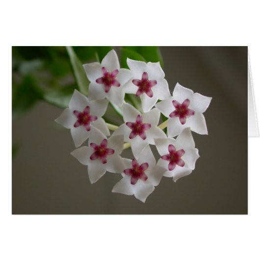 Hoya lanceolata ssp. bella (Vorderseite (Horizontal))