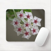 Hoya lanceolata ssp. Bella Mousepad (Mit Mouse)
