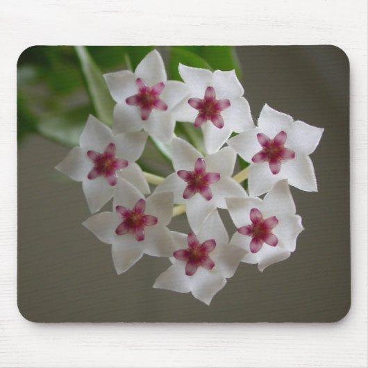 Hoya lanceolata ssp. Bella Mousepad (Vorne)