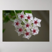 Hoya lanceolata ssp. bella poster (Vorne)