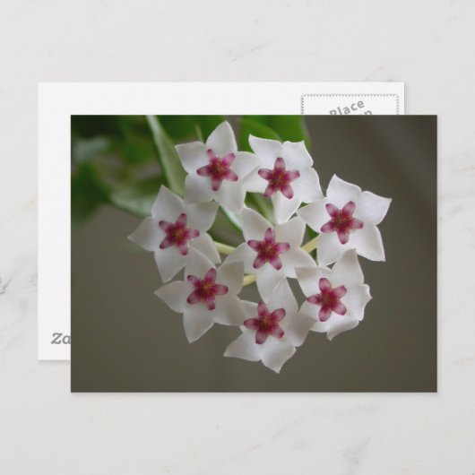 Hoya lanceolata ssp. bella postkarte (Vorne/Hinten)