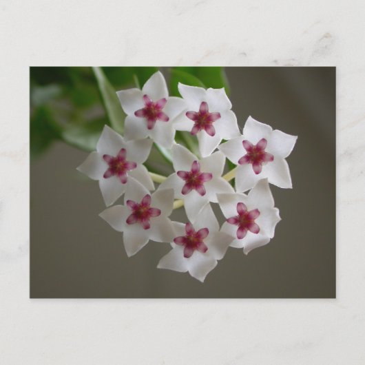 Hoya lanceolata ssp. bella postkarte (Vorderseite)