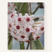 Hoya Pflanze Blume BlumenNotebook Notizblock (Vorderseite)