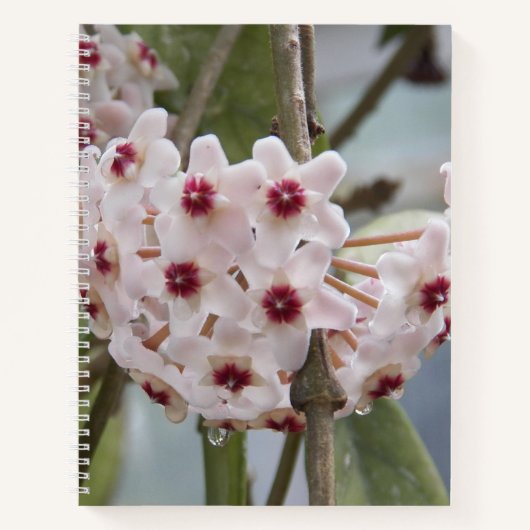 Hoya Pflanze Blume BlumenNotebook Notizblock (Vorderseite)