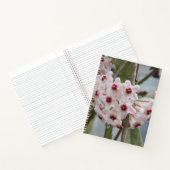 Hoya Pflanze Blume BlumenNotebook Notizblock (Innenseite)