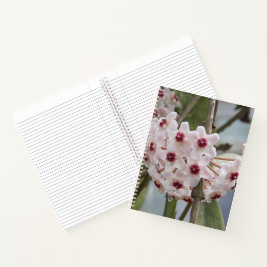 Hoya Pflanze Blume BlumenNotebook Notizblock (Innenseite)