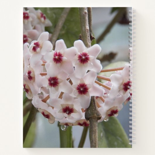 Hoya Pflanze Blume BlumenNotebook Notizblock (Rückseite)