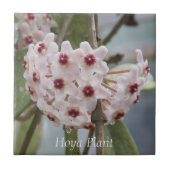Hoya Pflanze Blume Floral Fliese (Vorderseite)