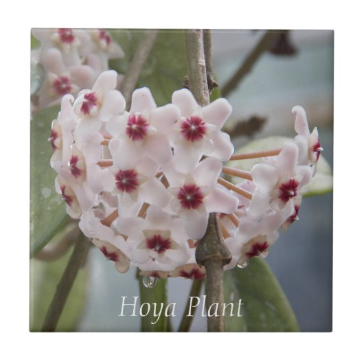 Hoya Pflanze Blume Floral Fliese (Vorderseite)