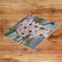 Hoya Pflanze Blume Floral