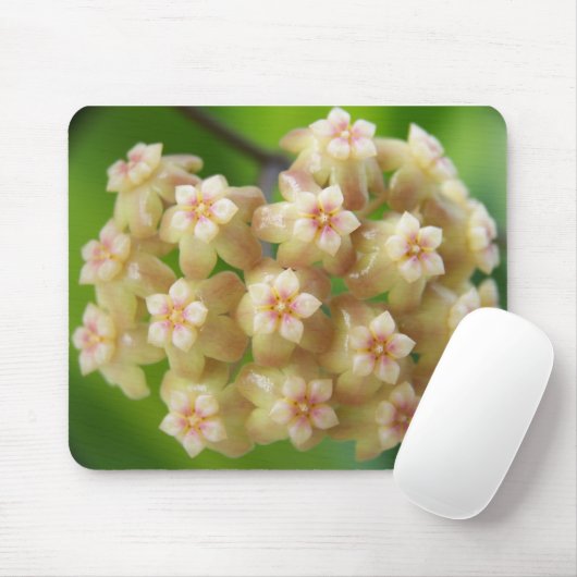 Hoya samoensis Mousepad (Mit Mouse)