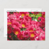 HRG Carefree Spirit Rose Postcard #315n 0315 Postkarte (Vorne/Hinten)