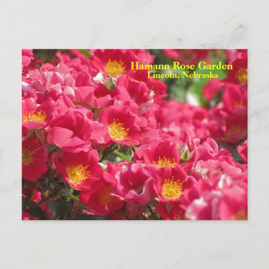 HRG Carefree Spirit Rose Postcard #315n 0315 Postkarte (Vorderseite)