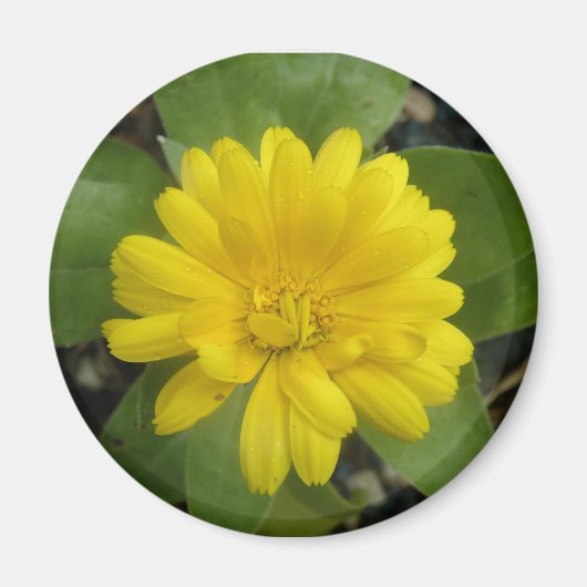 Hright Yellow Marigold Magnet (Vorne)