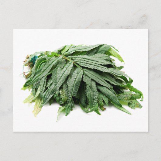 Huacatay Postkarte (Vorderseite)