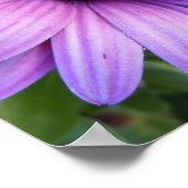 Hübsch Aster Blume Poster (Ecke)