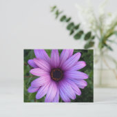Hübsch Aster Blume Postkarte (Stehend Vorderseite)