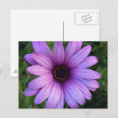 Hübsch Aster Blume Postkarte (Vorne/Hinten)