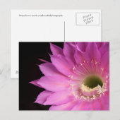 Hübsch auf der rosa Piazza Postkarte (Vorne/Hinten)