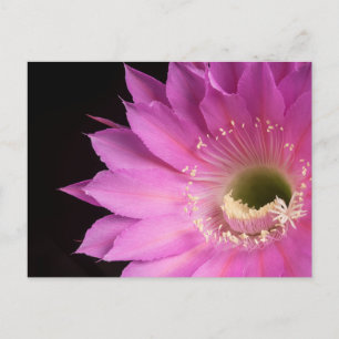 Hübsch auf der rosa Piazza Postkarte