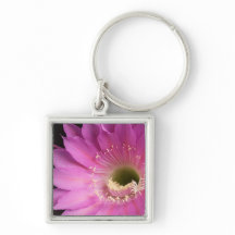 Hübsch auf der rosa Piazza