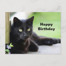 Hübsch Black Cat Foto Geburtstag