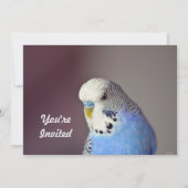 Hübsch Blue Budgie Foto Geburtstag Einladung (Vorderseite)