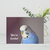 Hübsch Blue Budgie Foto Geburtstag Einladung (Stehend Vorderseite)