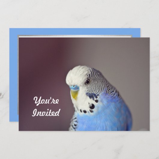 Hübsch Blue Budgie Foto Geburtstag Einladung (Vorne/Hinten)