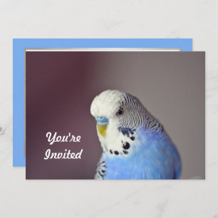 Hübsch Blue Budgie Foto Geburtstag Einladung