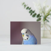 Hübsch Blue Budgie Foto Postkarte (Stehend Vorderseite)