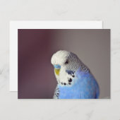 Hübsch Blue Budgie Foto Postkarte (Vorne/Hinten)