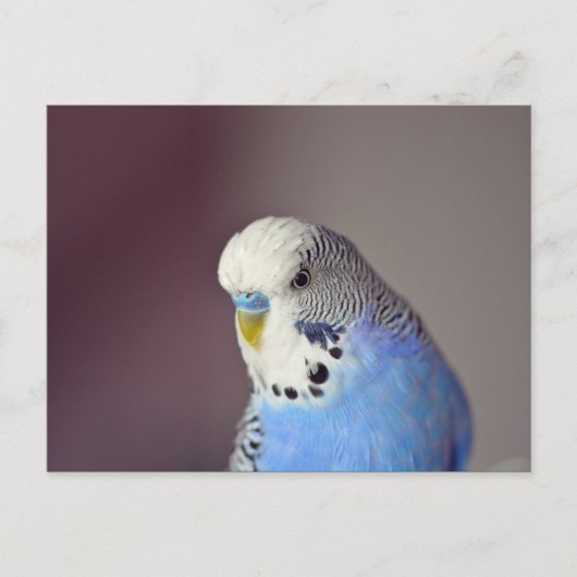 Hübsch Blue Budgie Foto Postkarte (Vorderseite)