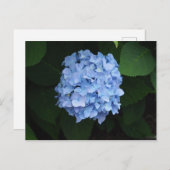 Hübsch Blue Hydrangea Floral Foto Postkarte (Vorne/Hinten)
