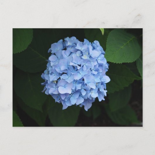 Hübsch Blue Hydrangea Floral Foto Postkarte (Vorderseite)