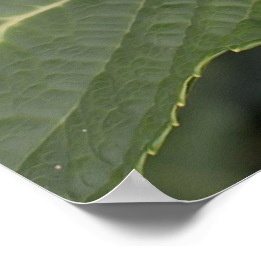 Hübsch Blue Hydrangea Poster (Ecke)