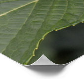 Hübsch Blue Hydrangea Poster (Ecke)