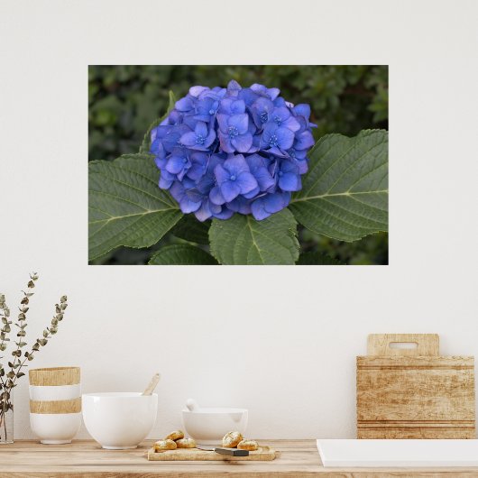 Hübsch Blue Hydrangea Poster (Küche)
